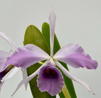 Cattleya C. G. Roebling 'Blue Indigo' (Mericlone)