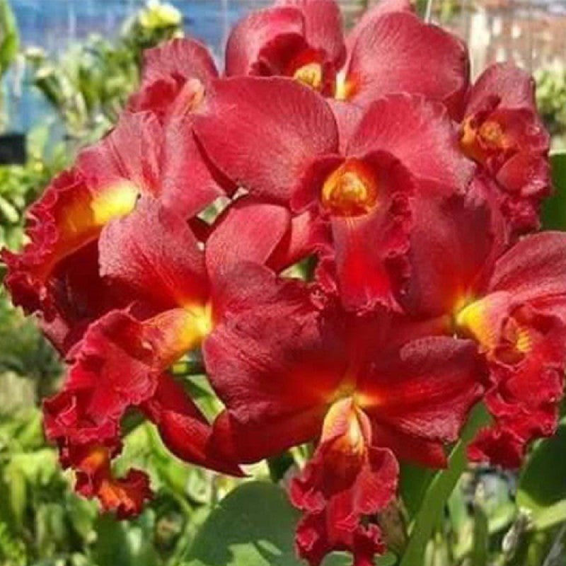Cattleya Orchid Plant Mini Doris ' Red Dragon'