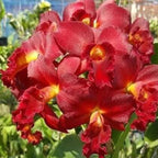 Cattleya Orchid Plant Mini Doris ' Red Dragon'