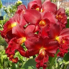 Cattleya Orchid Plant Mini Doris ' Red Dragon'