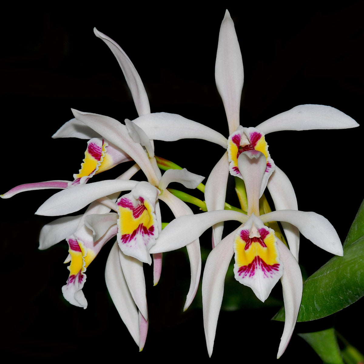 Cattleya iricolor (Species)