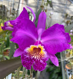 Cattleya lueddemanniana f. rubra (BV Pincelada-Rubra x Sarita-Yamileth) (Species Flask - Conical) ex Taiwan