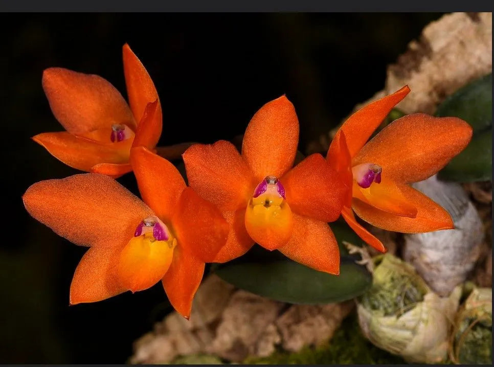 Sophronitis cernua (Miniature Species)