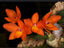 Sophronitis cernua (Miniature Species)