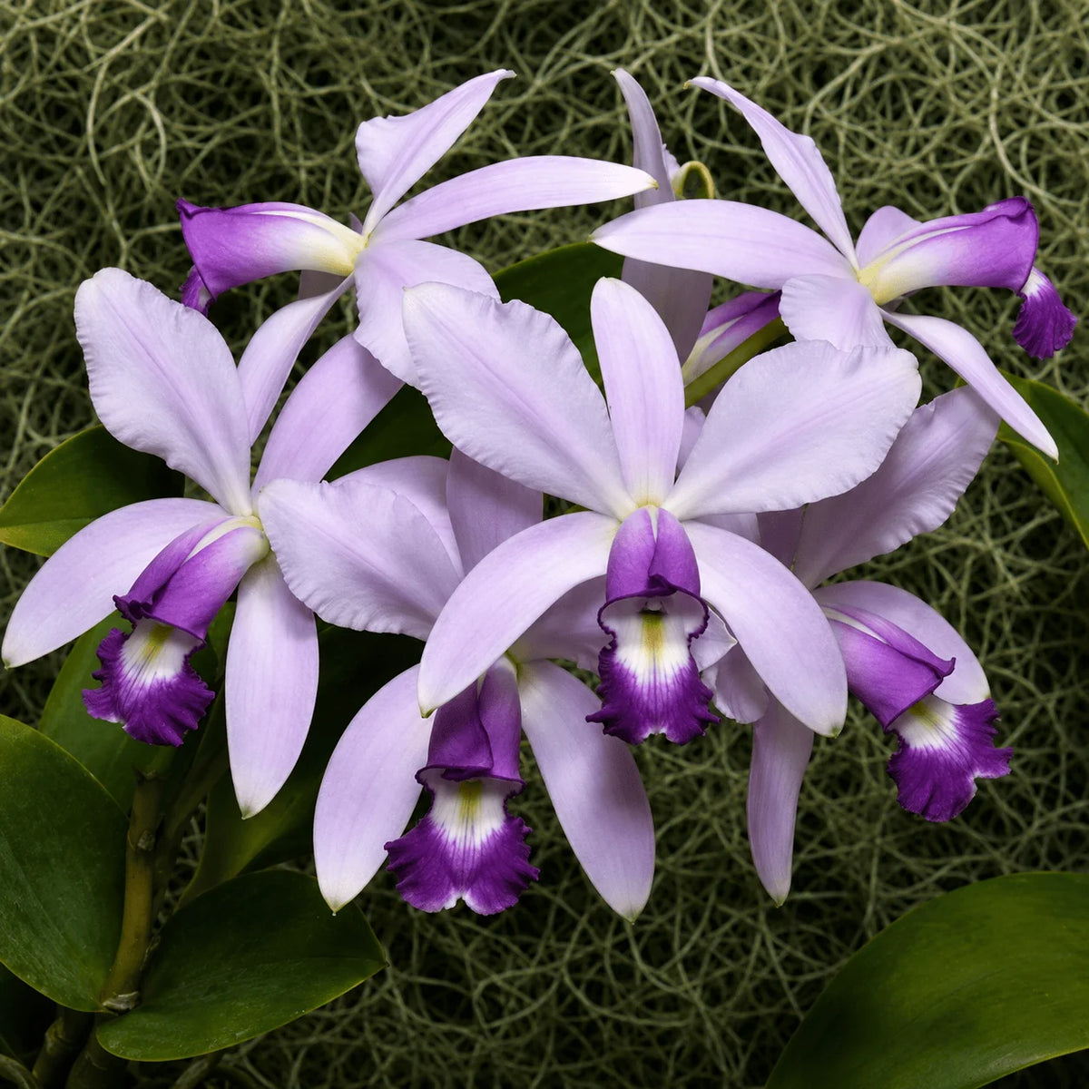 Cattleya violacea var. coerulea Main image