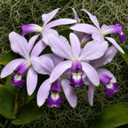 Cattleya violacea var. coerulea