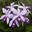 Cattleya violacea var. coerulea