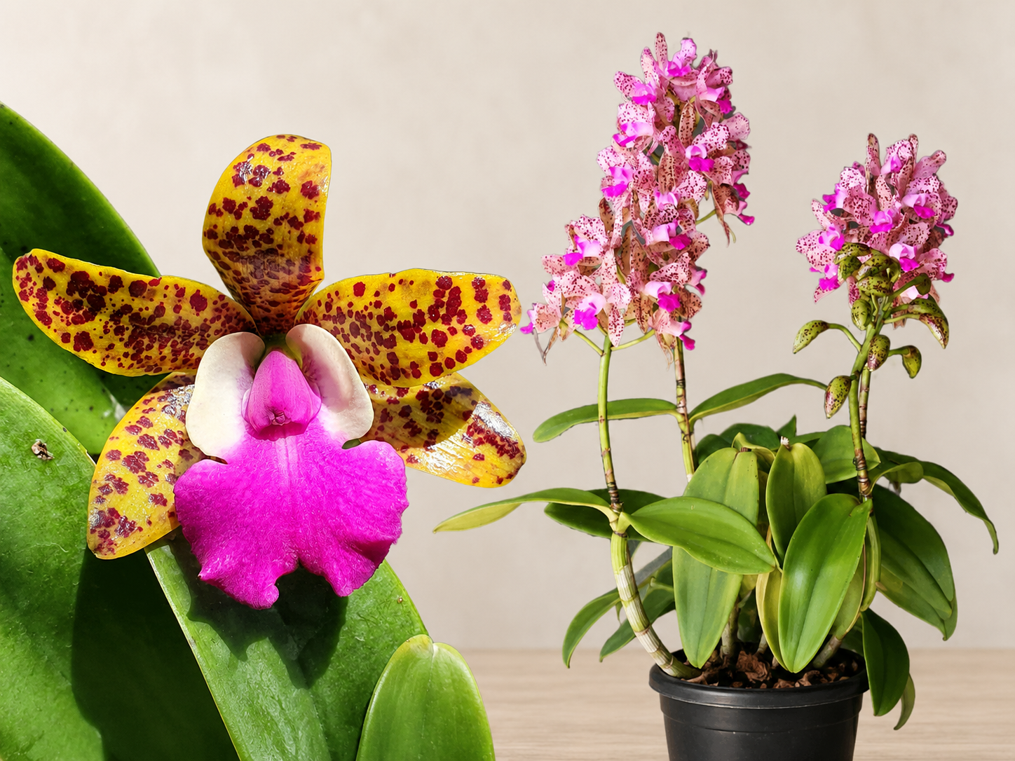 Combo of Spotted Cattleyas Main image
