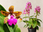 Combo of Spotted Cattleyas