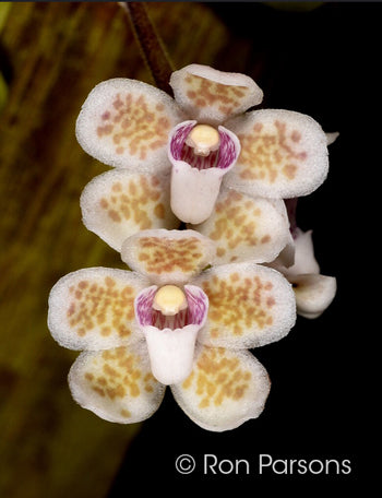 Chiloschista shanica (Newly Discovered, Fragrant Species) Main image