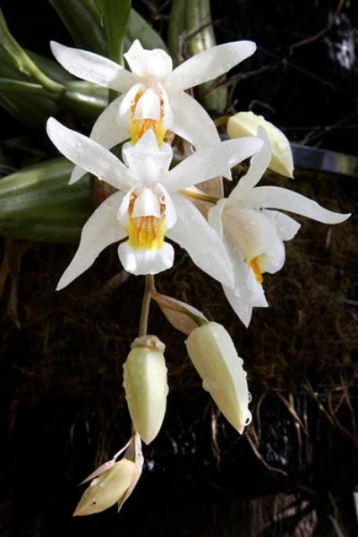 Coelogyne Unchained Melody (Fragrant) (In Flowers Now)