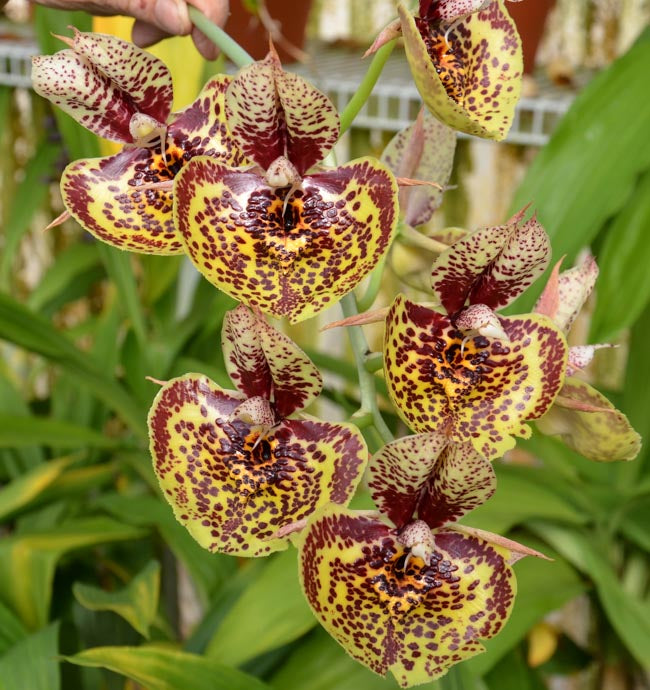 Catasetum Susan Fuchs (Mericlone)