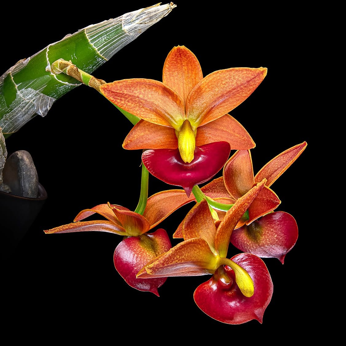 Cycnodes Taiwan Gold 'Orange' AM/AOS