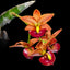 Cycnodes Taiwan Gold 'Orange' AM/AOS