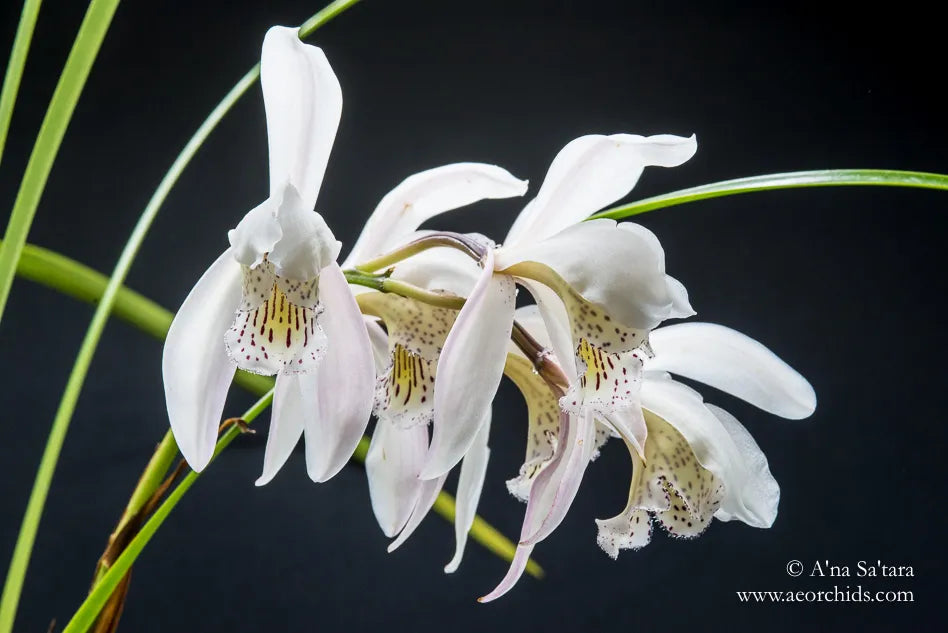 Cymbidium wenshanense 'Big Flower' (In Buds Now)