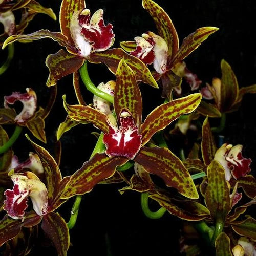 Cymbidium Tracyanum 'Eiffel Tower' x Cym. Death Wish 'Tiger Woods'