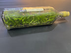 Dendrobium Aridang Blue (Hybrid Flask - Whiskey Bottle) ex Thailand