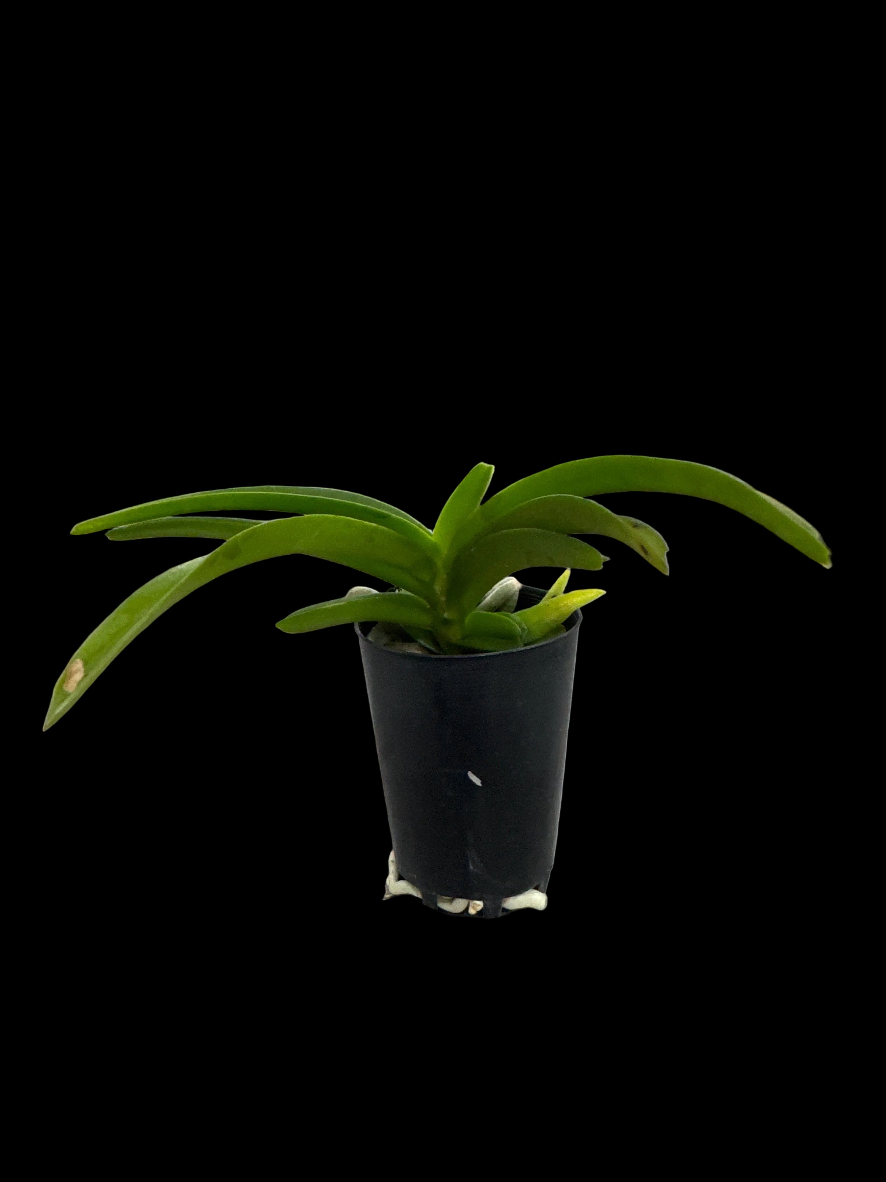 Vanda tessellata var alba x Jim Longwell Secondary image