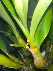Dendrobium chrysotoxum (Species, FS Budding)