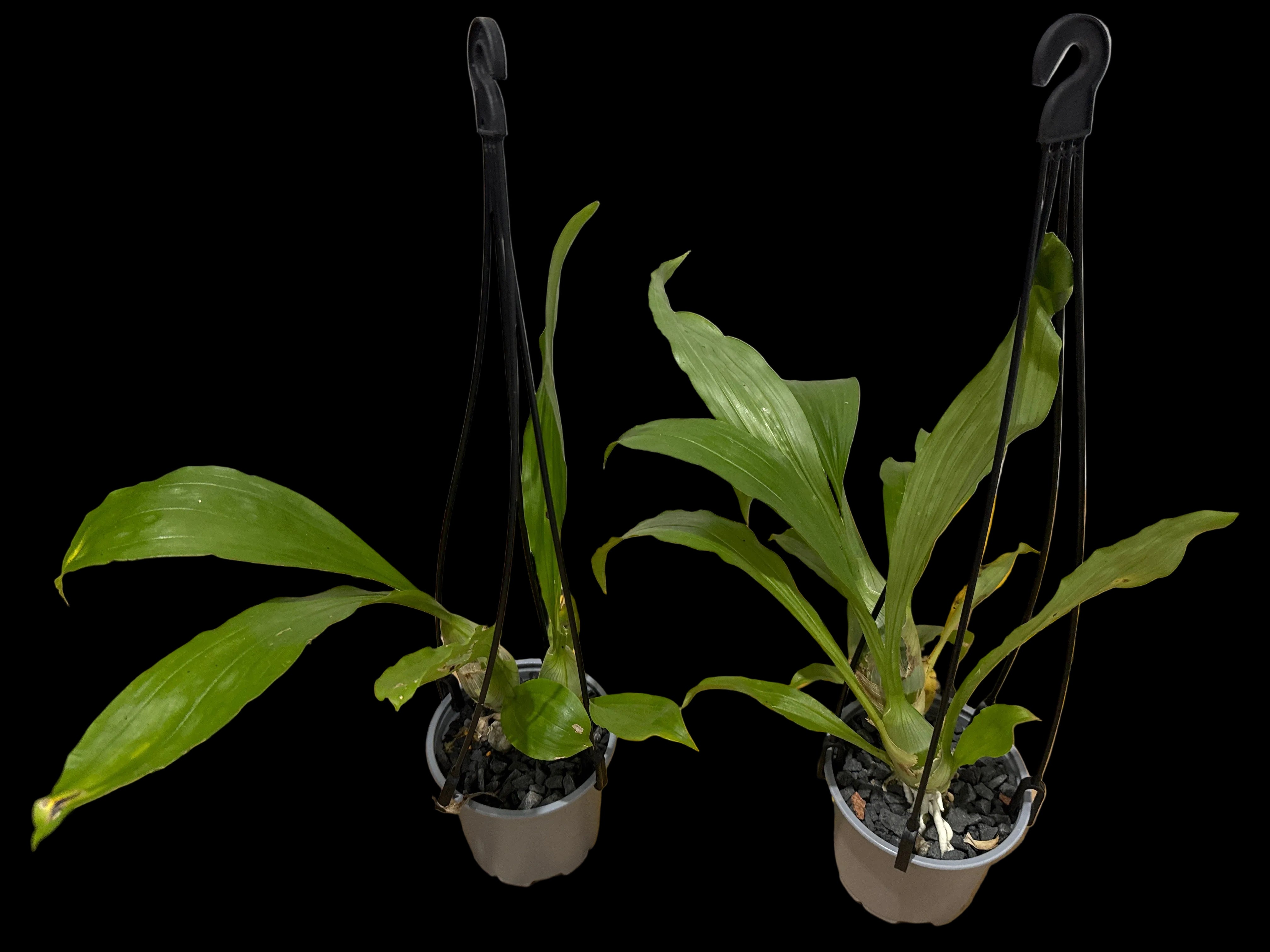 Catasetum pileatum 'Jumbo Green Gold' (Fragrant Species) Secondary image