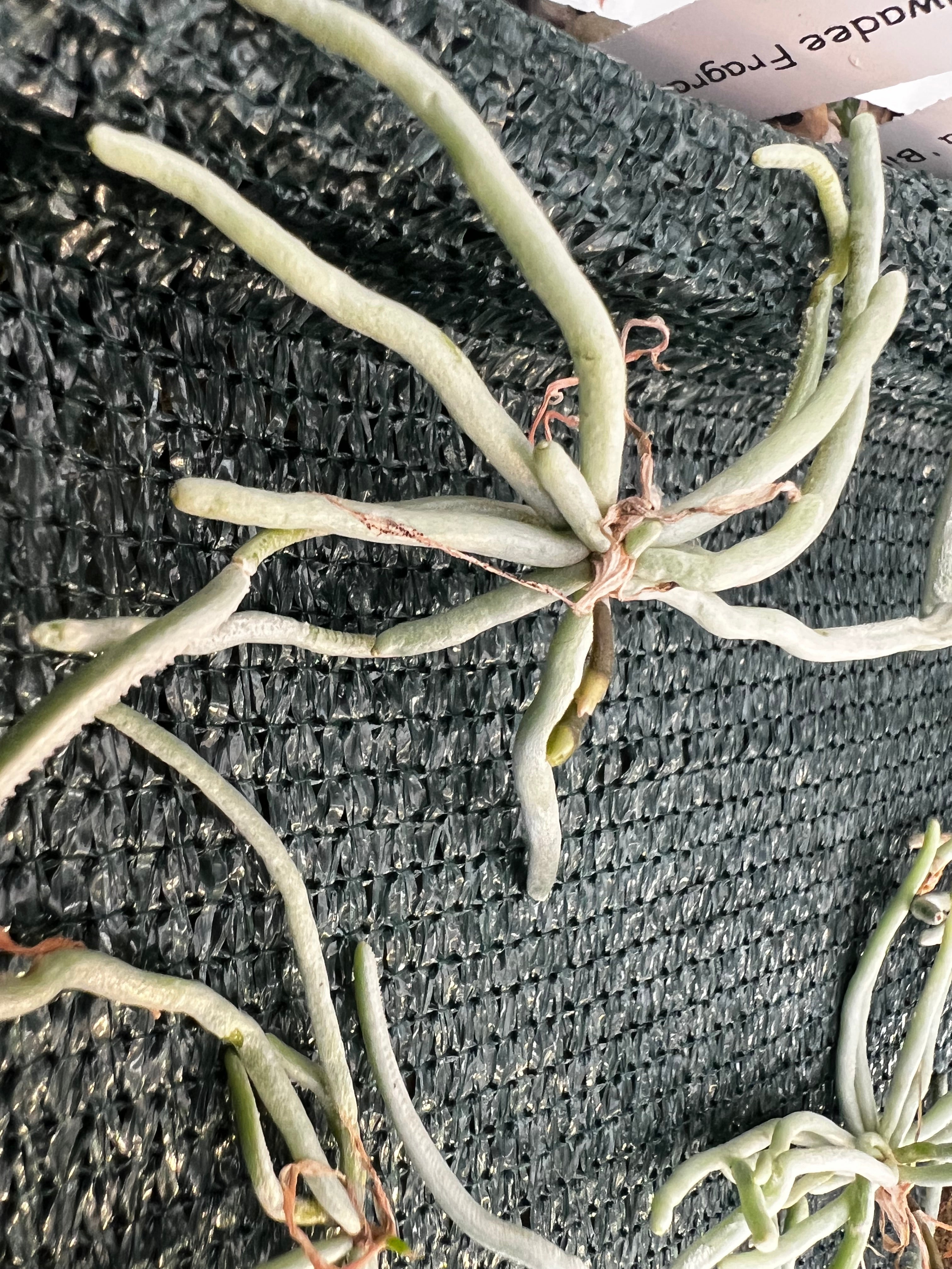 Chiloschista parishii (Rare Leafless Species) IN SPIKE