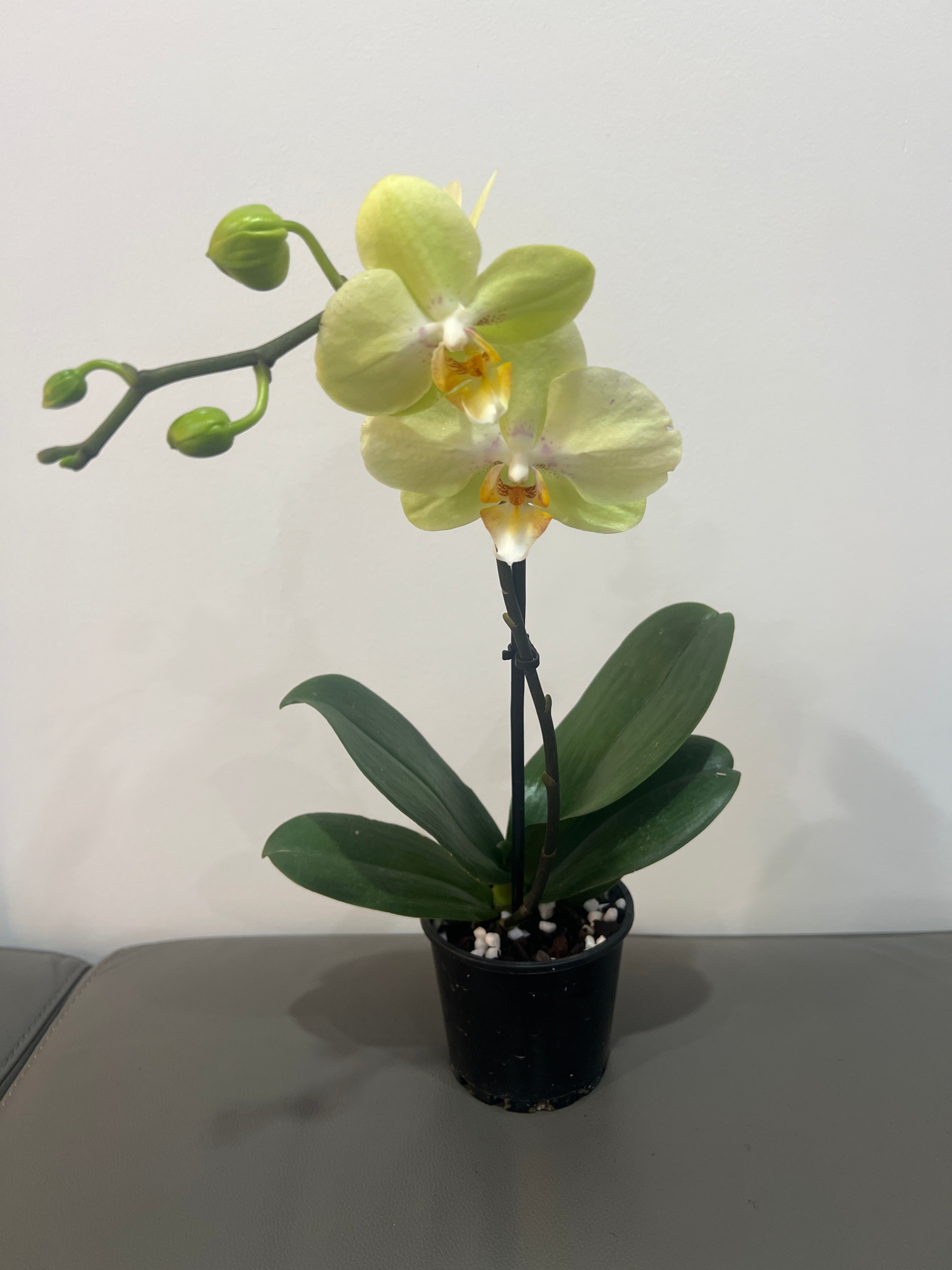 Phalaenopsis Zahara (In Flower) Secondary image