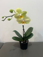 Phalaenopsis Zahara (In Flower)