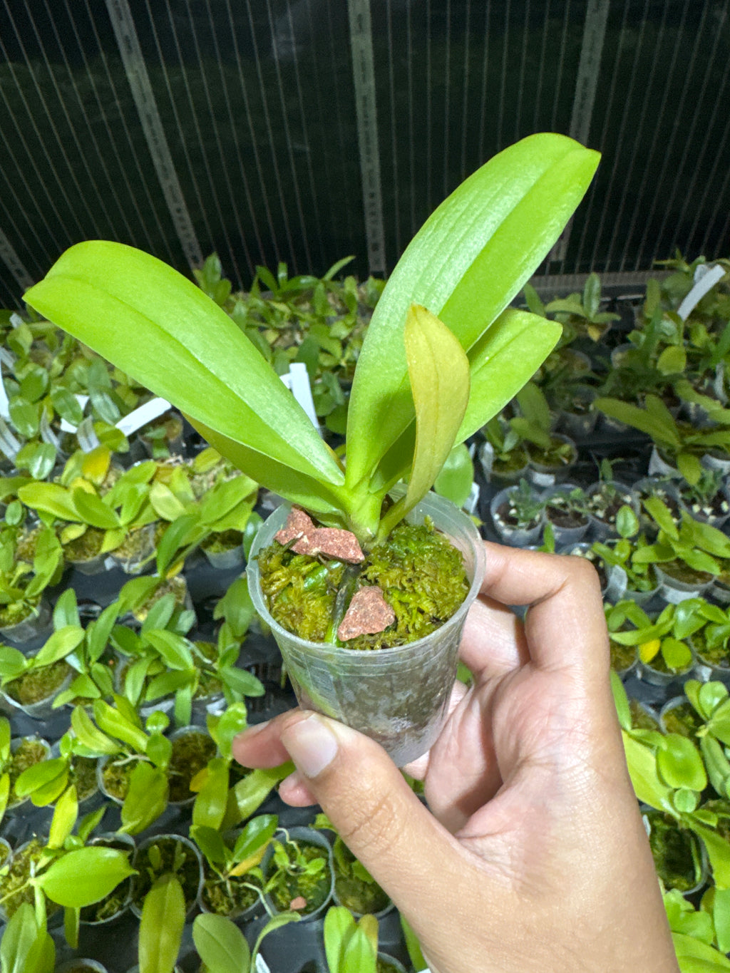 Phalaenopsis Joy Green Triangle (Peloric, Mericlone)