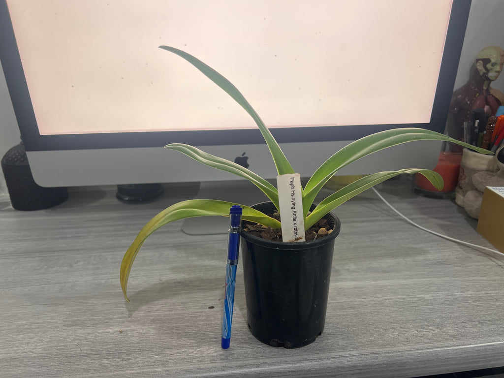 Paph. Hsinying Anita x rothschildianum