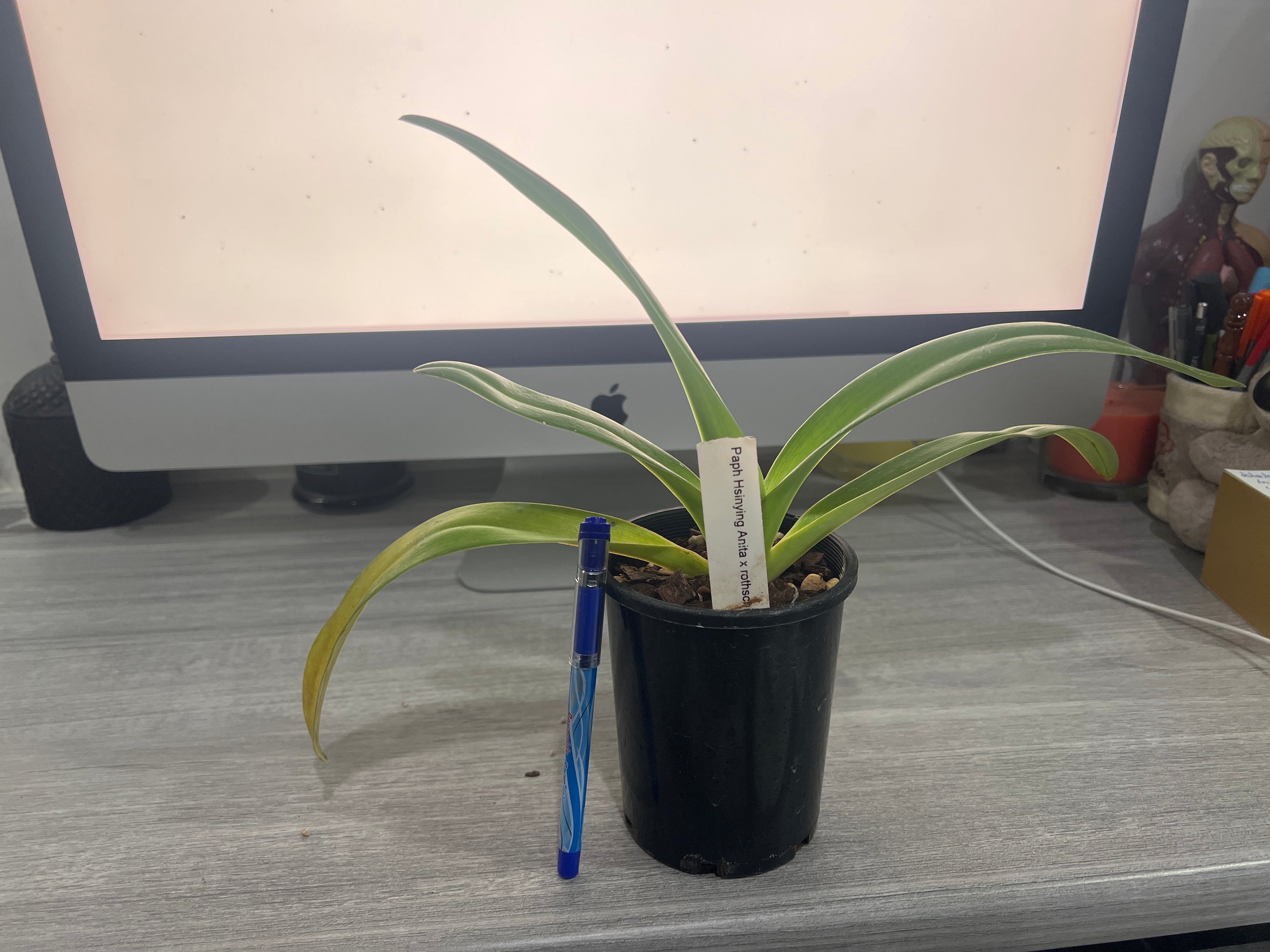 Paph. Hsinying Anita x rothschildianum