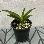 Renanthera philippinensis x Rhyncostylis coelestis
