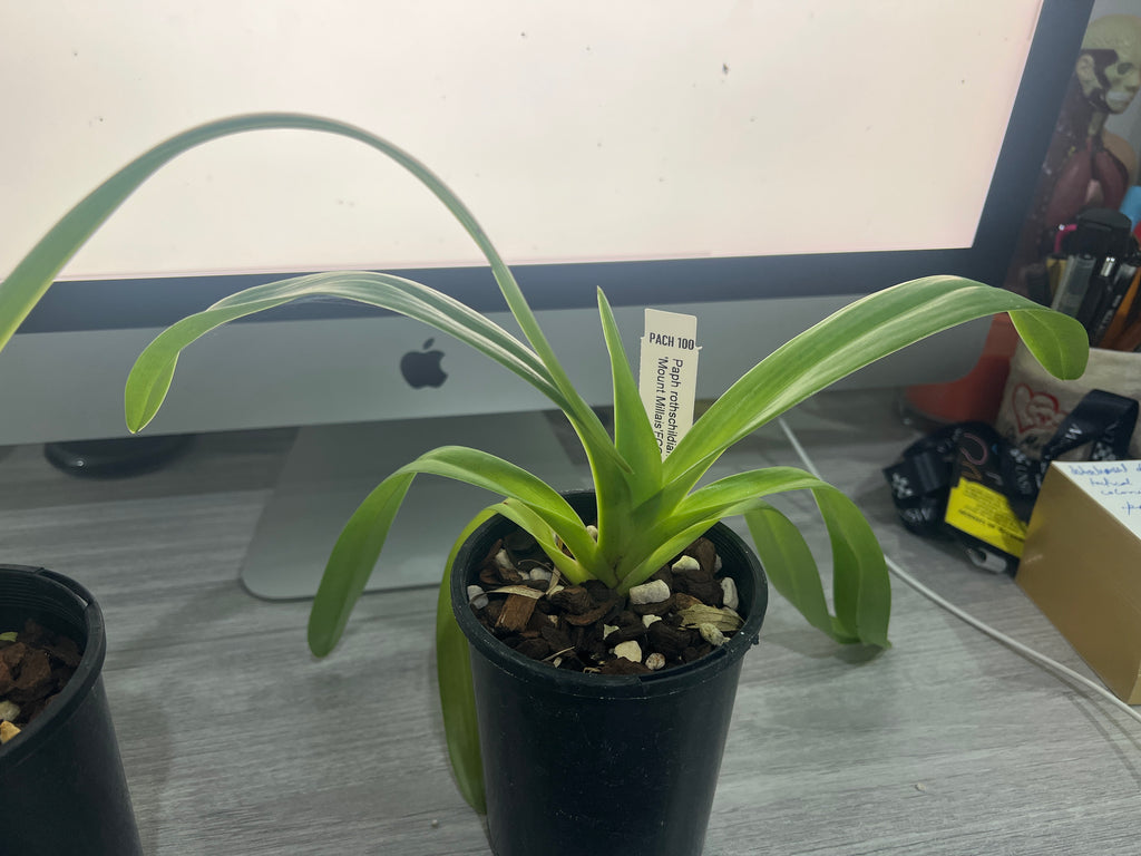 Paph. rothschildianum (Chia Yi SM/TPS x ‘Mont Millais’ FCC/RHS/AOS)