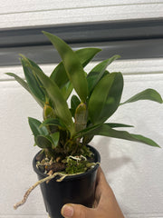 Dendrobium Farmeri 'White'