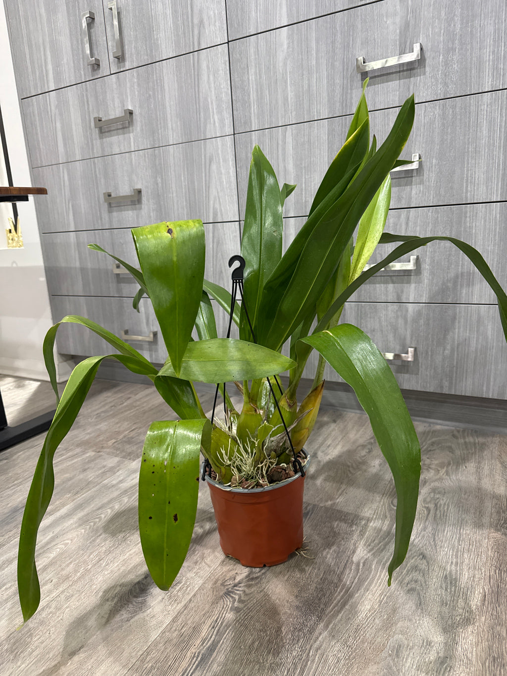 Grammatophyllum Jumbo Grand 'Pakkret' (PK)