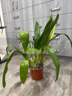 Grammatophyllum Jumbo Grand 'Pakkret' (PK)