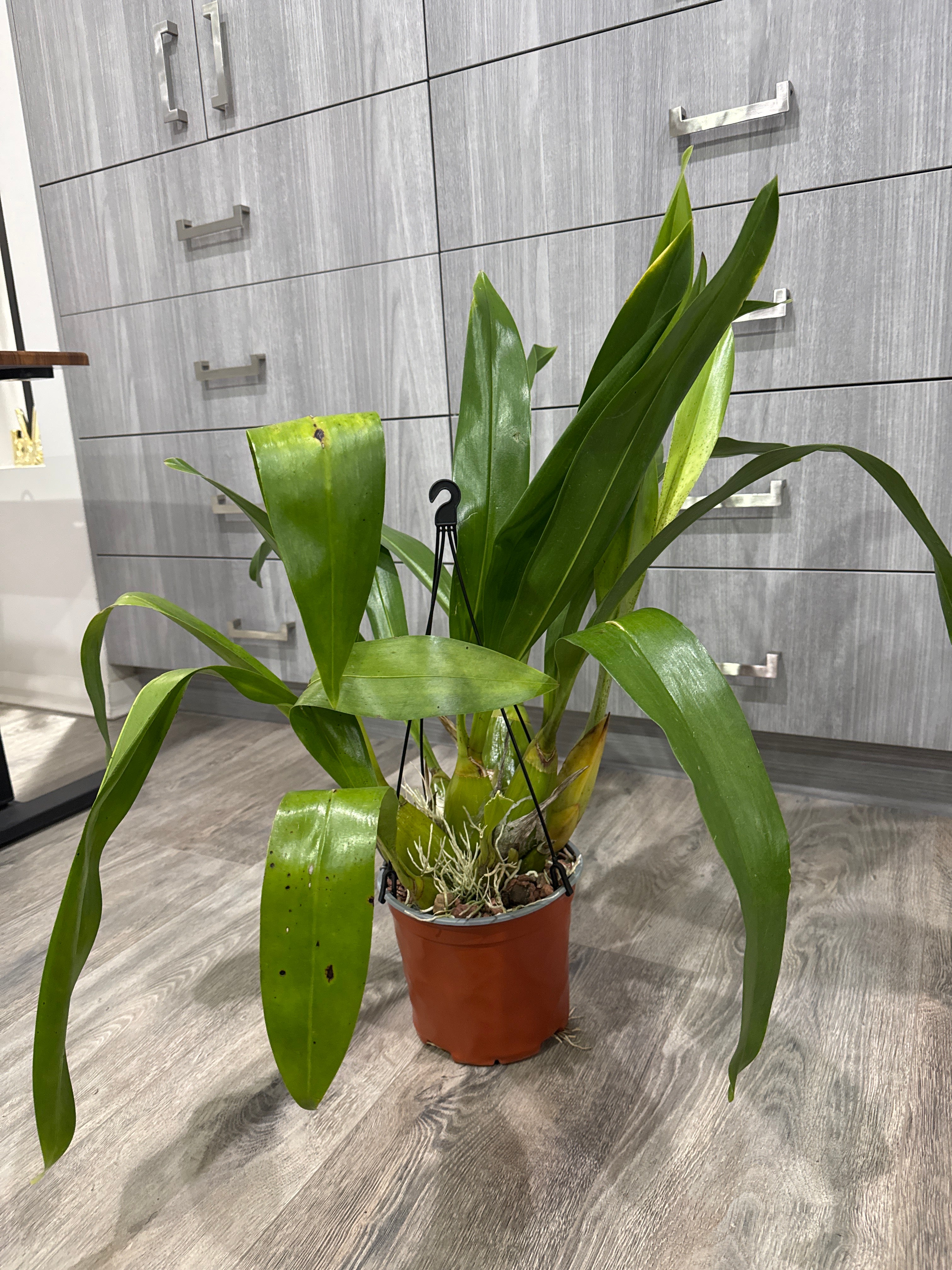 Grammatophyllum Jumbo Grand 'Pakkret' (PK)