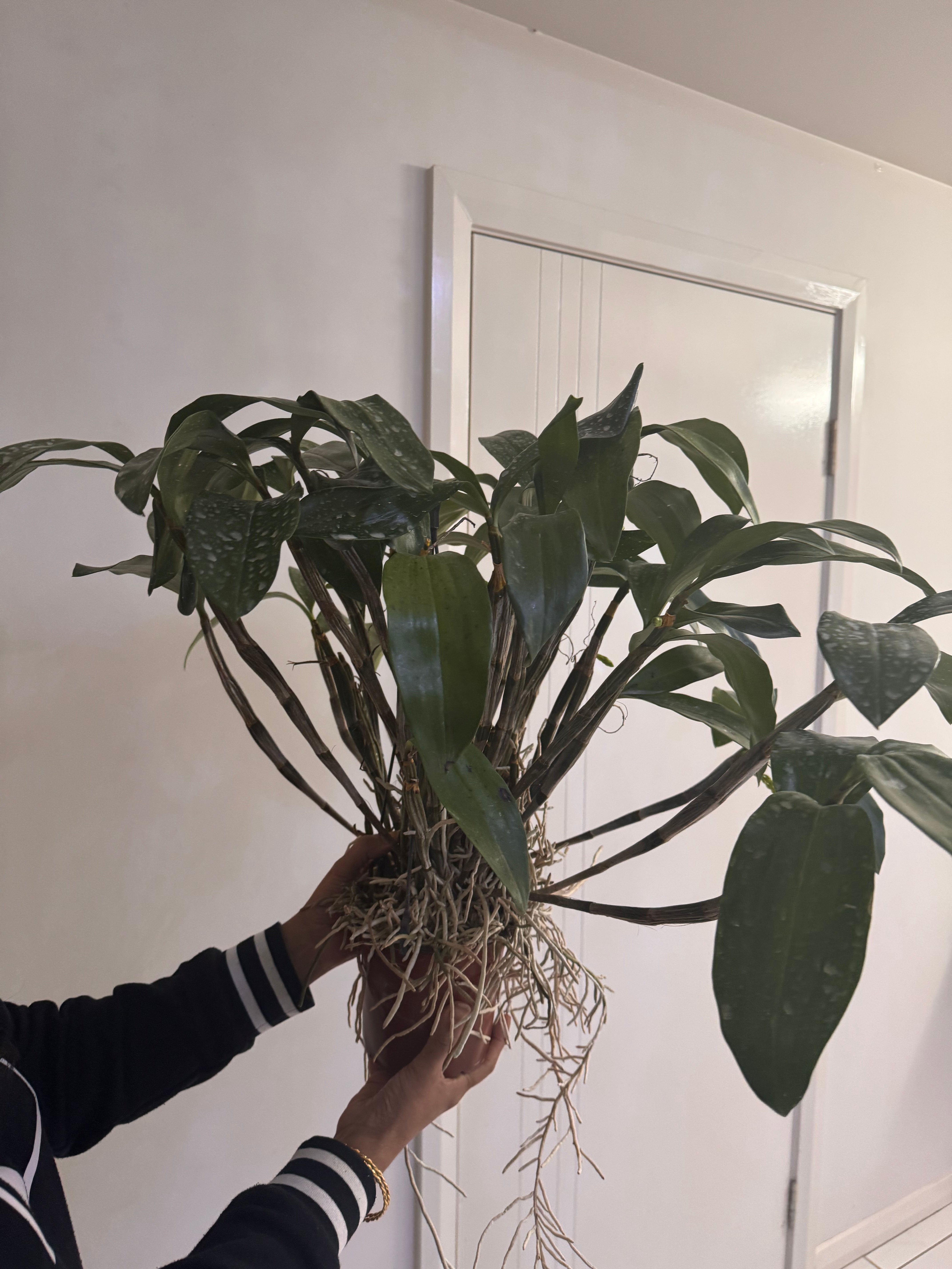 Dendrobium farmeri fma. petaloid alba (LARGE FLOWERING SPECIMEN) Secondary image