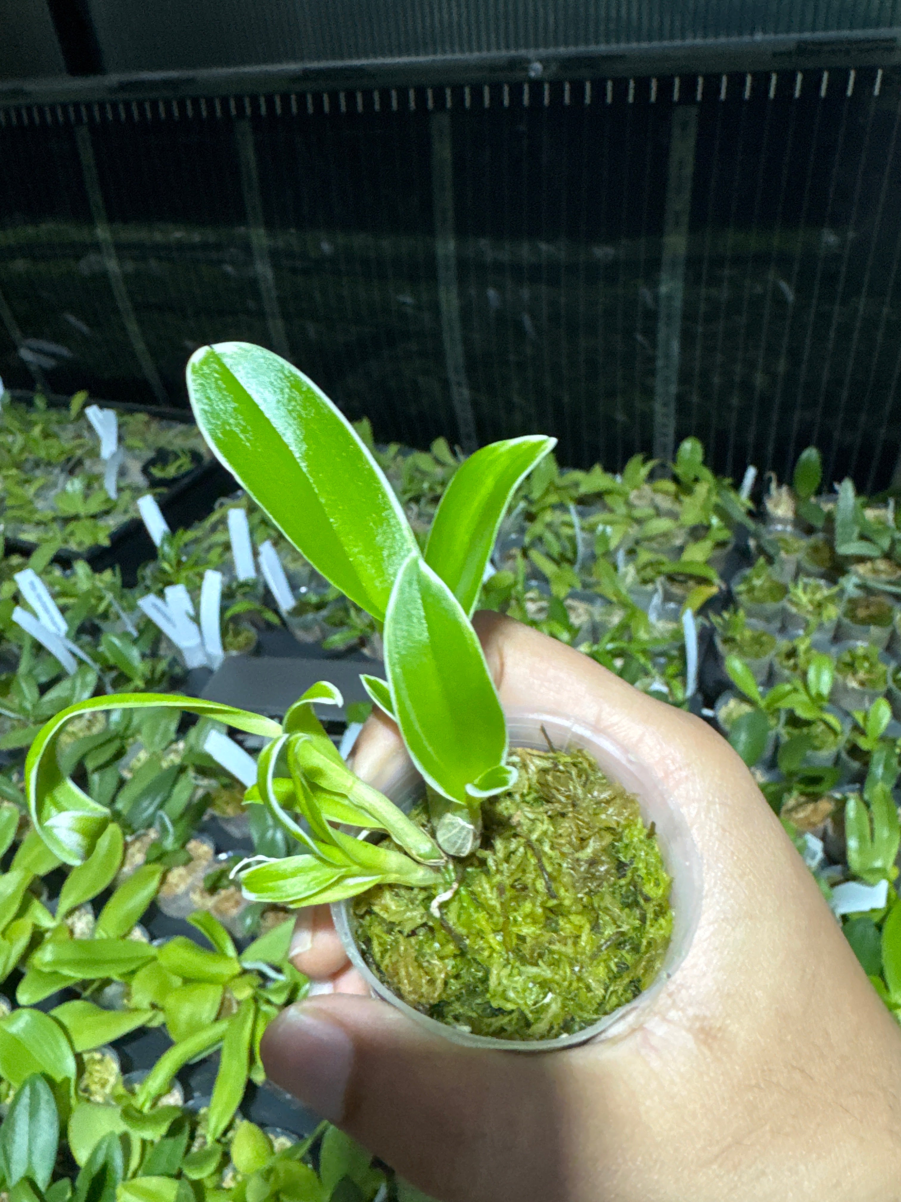 Dendrobium Burana Jade (Variegated Green) Secondary image