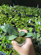 Phalaenopsis schilleriana (Mottled Species)