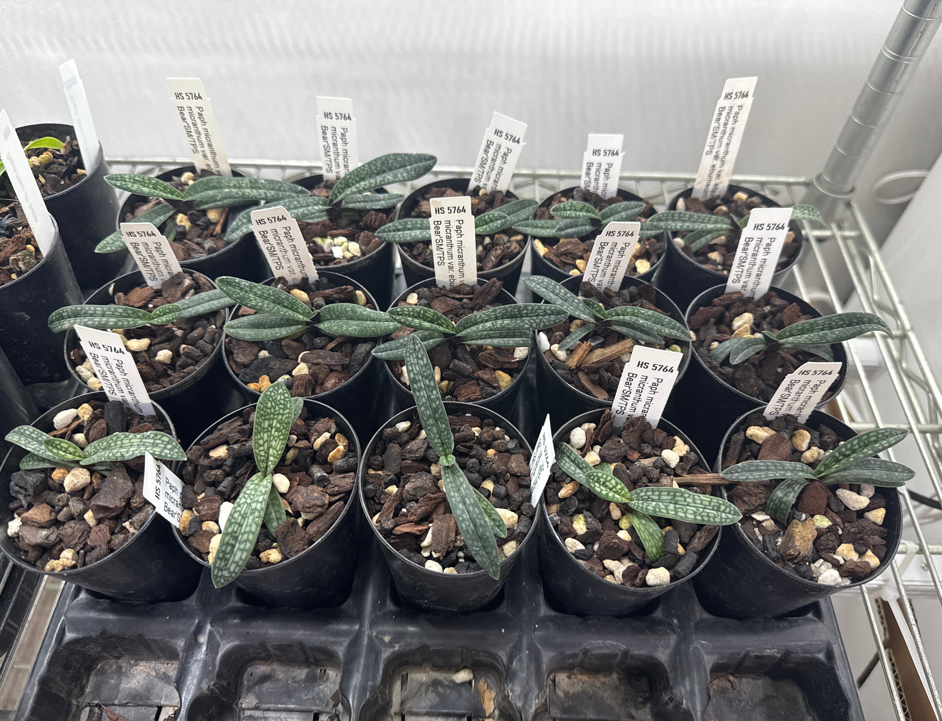 Paph. micranthum var. eburneum 'White Bear' SM/TPS (kwongsee type) Secondary image