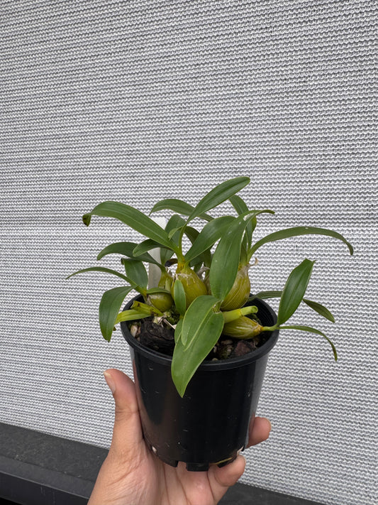 Dendrobium chrysotoxum (Species)