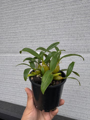 Dendrobium chrysotoxum (Species)