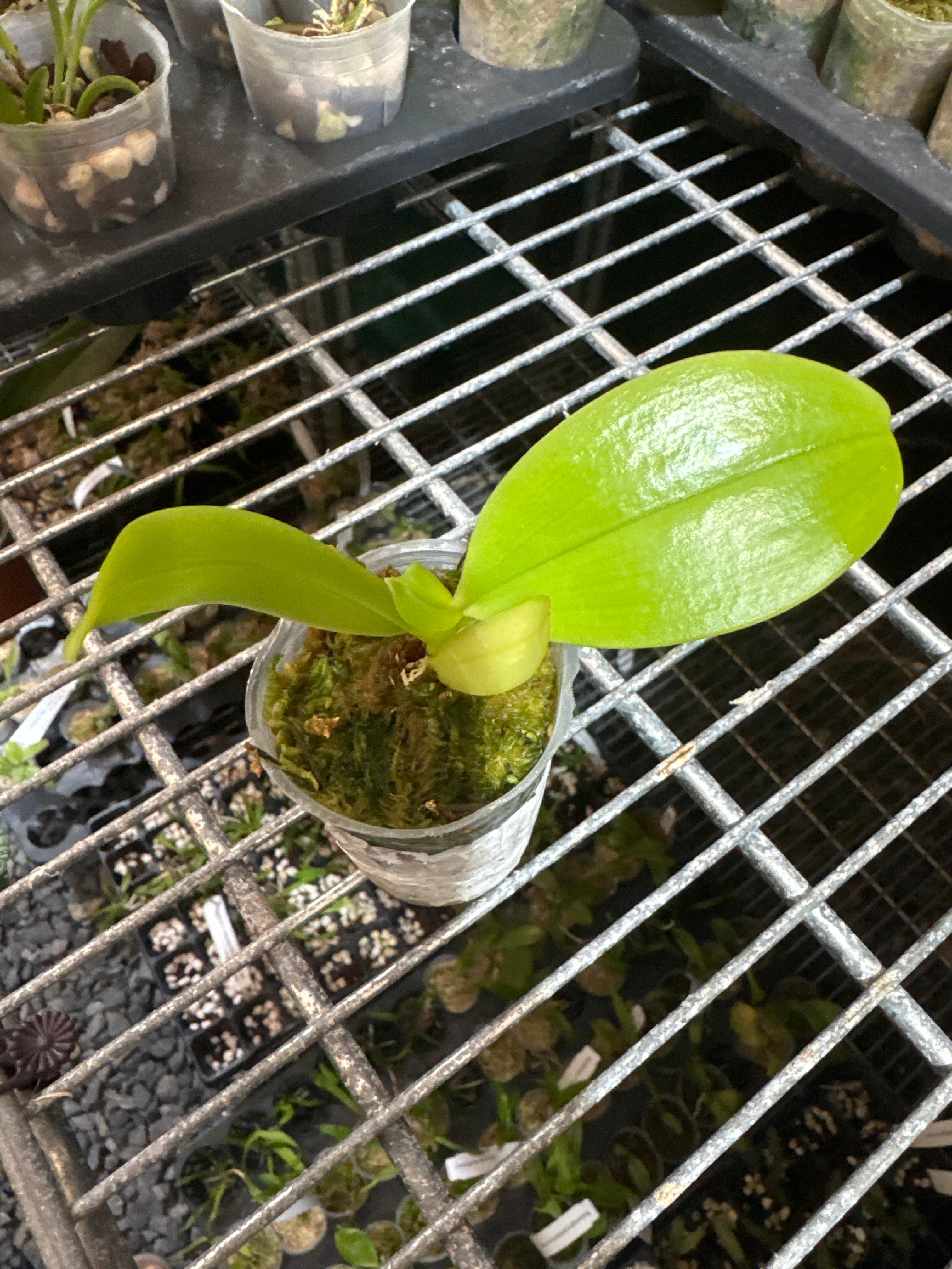 Phal. Joy Spring Canary 'Green Rainbow' MC