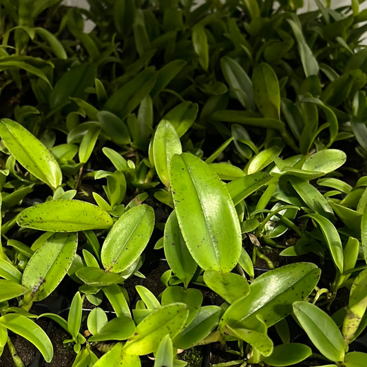 Cattleya Thospol Spot × Cattleya aclandiae