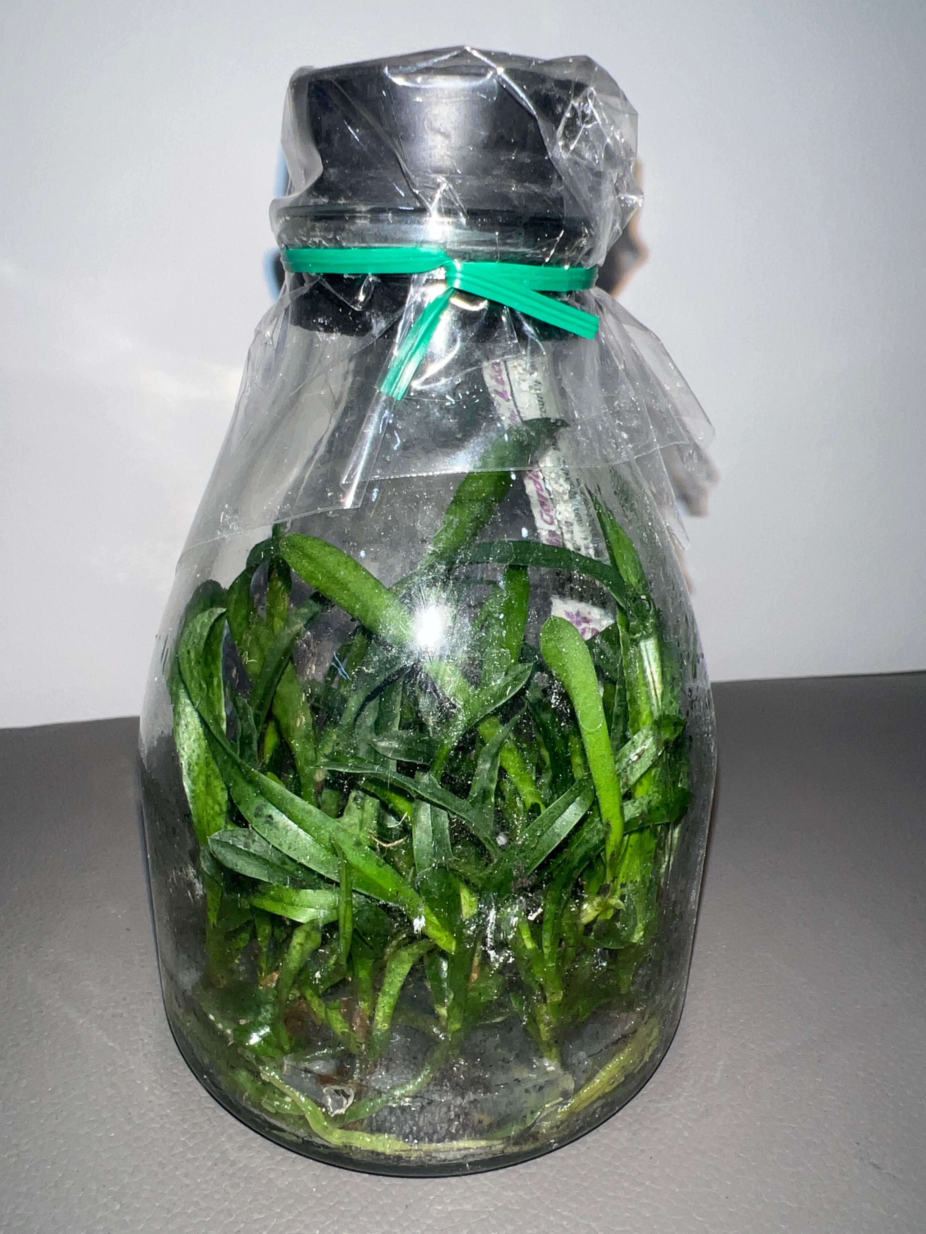 Rhyncatclia Hsinying Tango 'Hsinying' (MC) (Hybrid Flask - Conical) ex Taiwan Secondary image