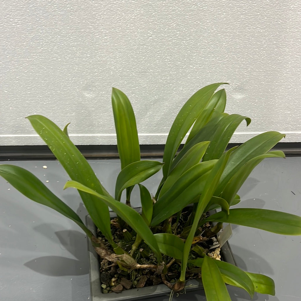 Bulbophyllum longissimum (LARGE BONSAI POTS)