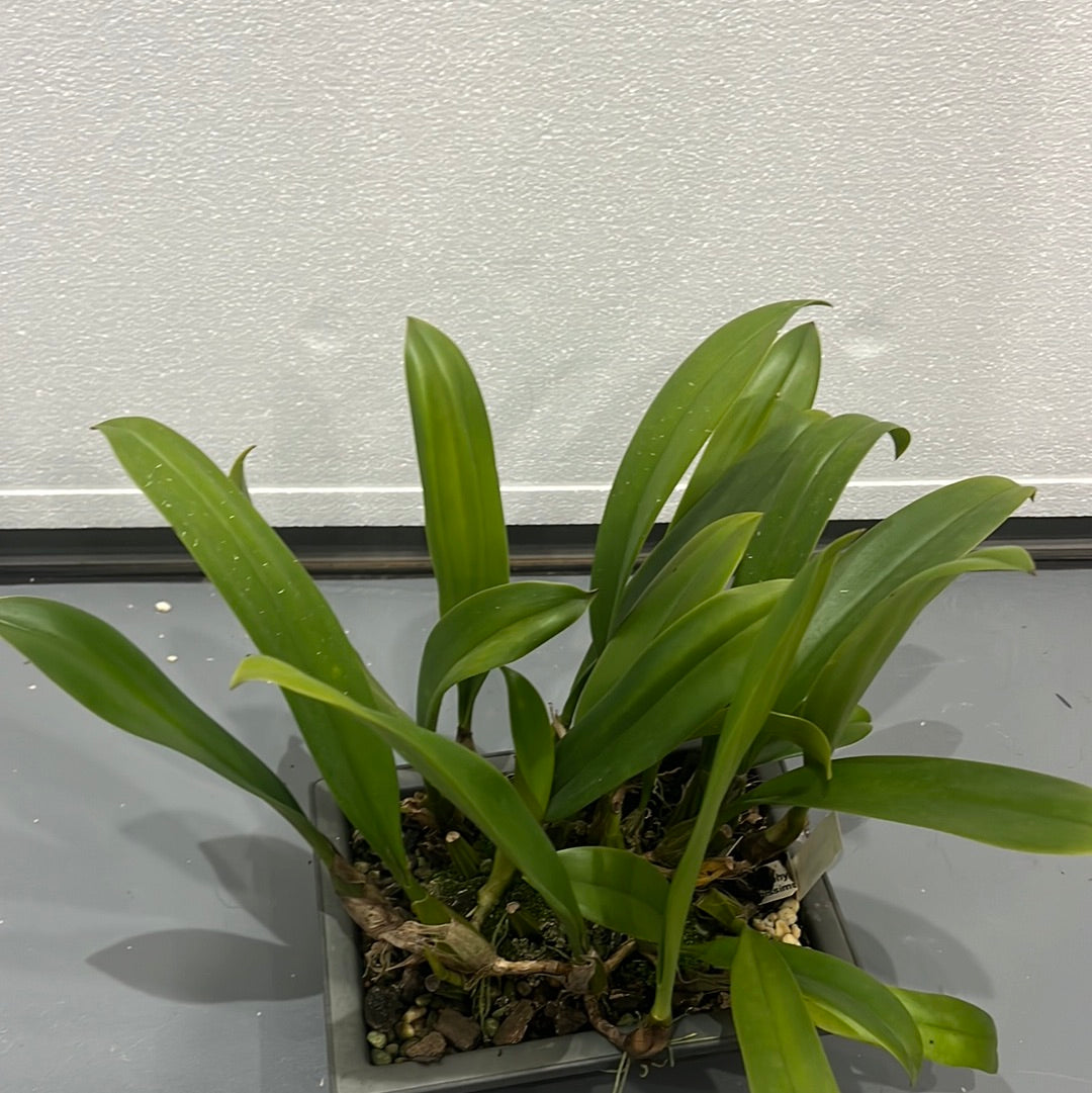Bulbophyllum longissimum (LARGE BONSAI POTS)