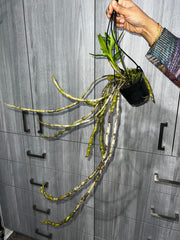 Dendrobium (pendulum 'Black Eyes' X wardianum) Flowering, In Buds