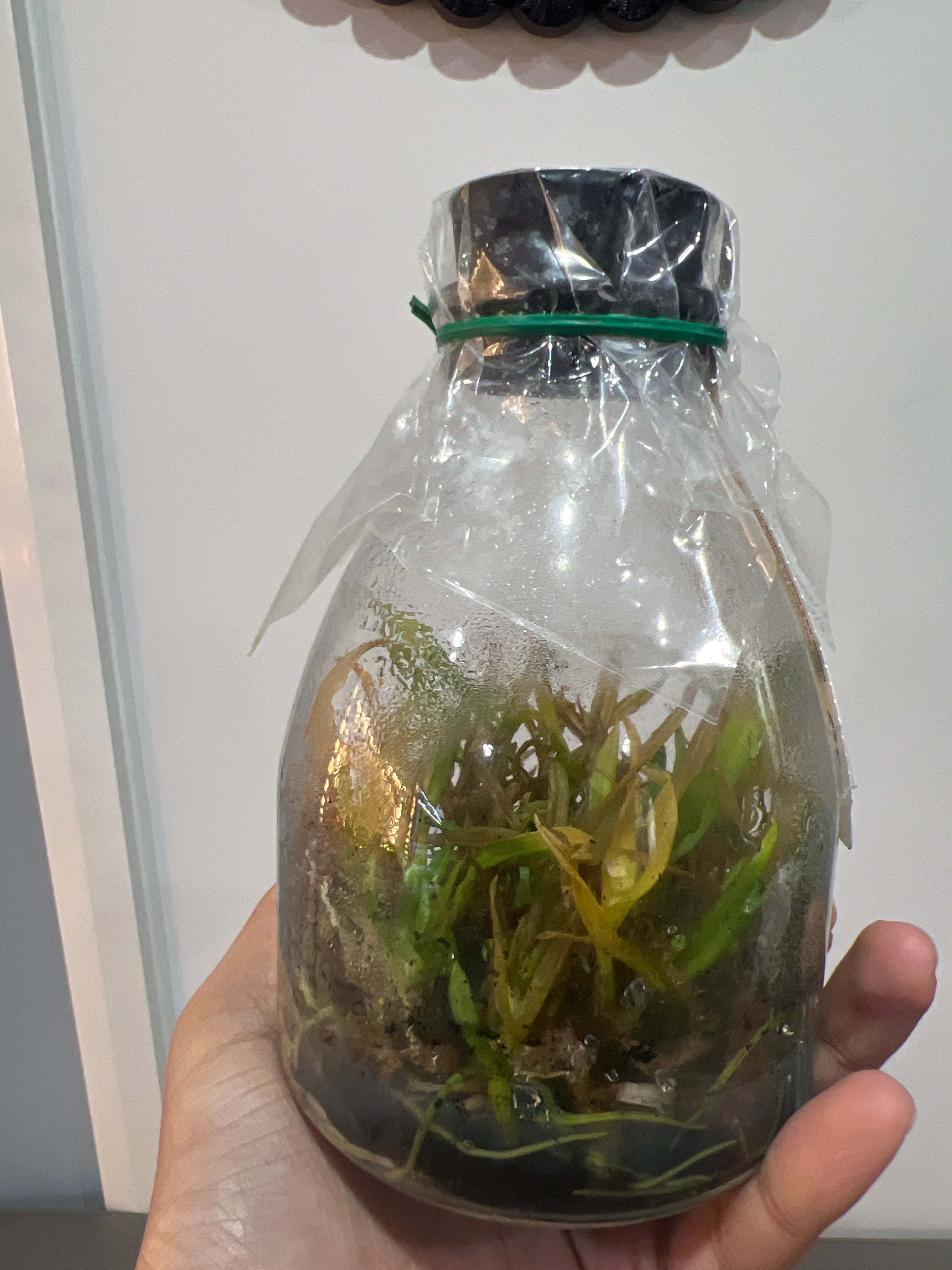 Dendrobium Hsinying Frostymaree (MC) (Hybrid Flask - Conical) ex Taiwan Secondary image