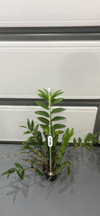 Dendrobium Amethystoglossum (Fragrant Species From Philippines)